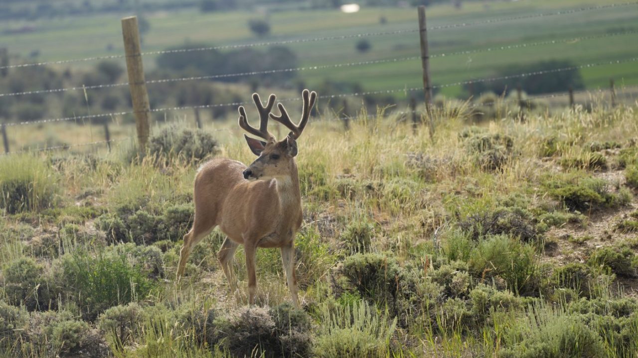 LA County Tries to Stop Catalina Island Plans to Put Down Invasive Deer Using Helicopters